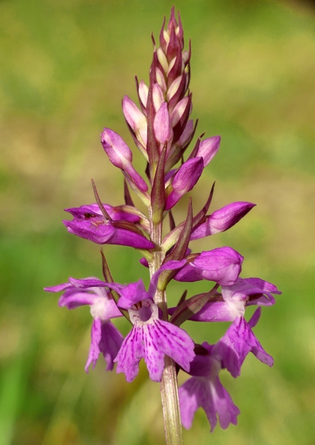 Dactylorhiza romana in una splendida variabilit - provincia di Caserta marzo 2019